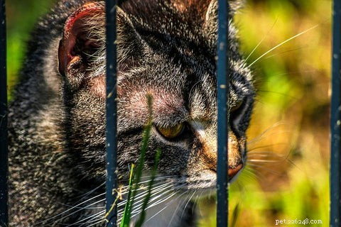 Why Microchipping Your Cat Is a Smart Move: Sasha’s 1,300-Mile Reunion Story
