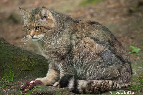 5 Behaviors You Probably Don’t Realize Your Cats Dislike