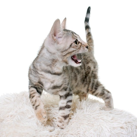 5 Behaviors You Probably Don’t Realize Your Cats Dislike