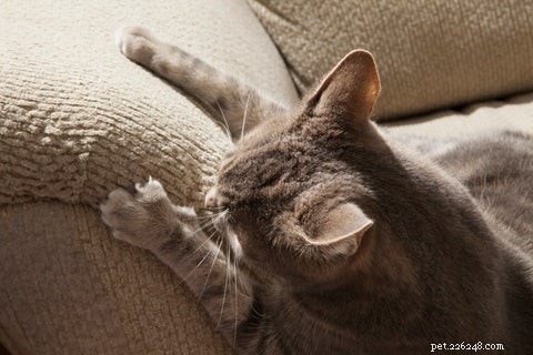 5 Behaviors You Probably Don’t Realize Your Cats Dislike