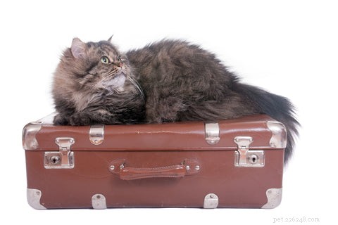 5 Behaviors You Probably Don’t Realize Your Cats Dislike