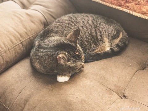 5 Behaviors You Probably Don’t Realize Your Cats Dislike