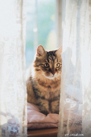 5 Behaviors You Probably Don’t Realize Your Cats Dislike