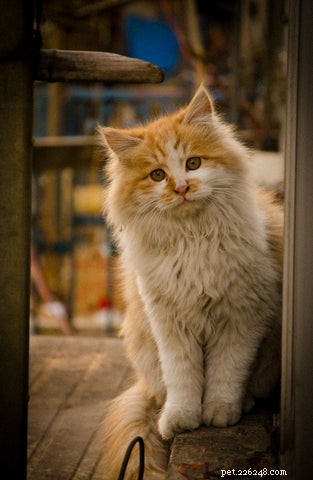 5 Behaviors You Probably Don’t Realize Your Cats Dislike