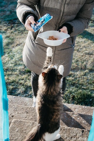 What Drives Cats to Cover or Bury Their Food? Insights & Solutions