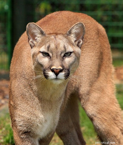 What Drives Cats to Cover or Bury Their Food? Insights & Solutions