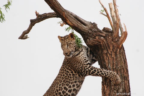 What Drives Cats to Cover or Bury Their Food? Insights & Solutions