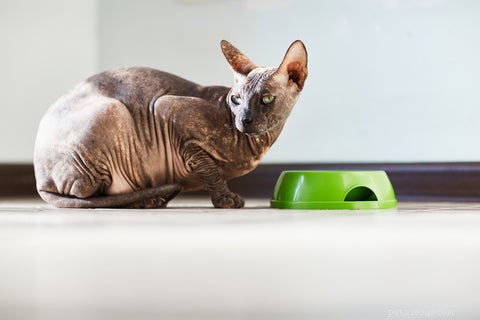 What Drives Cats to Cover or Bury Their Food? Insights & Solutions