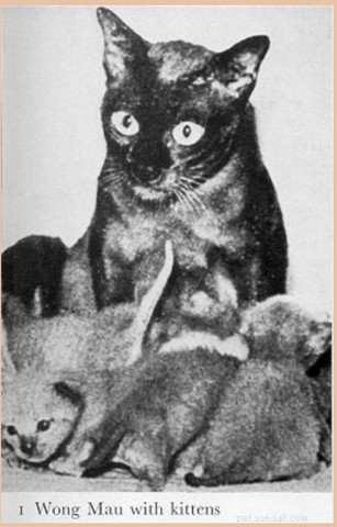 Tonkinese Cats: Traits, Care, and Why They’re a Popular Choice