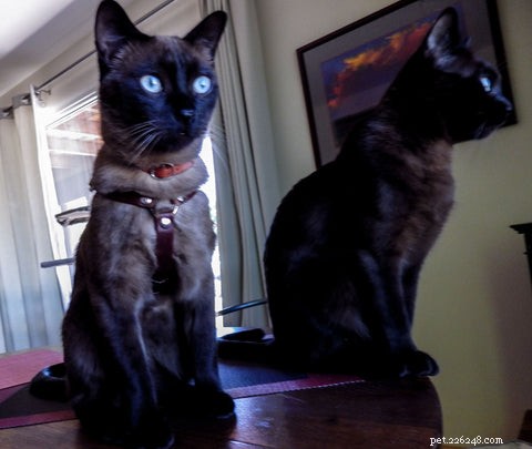 Tonkinese Cats: Traits, Care, and Why They’re a Popular Choice