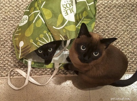Tonkinese Cats: Traits, Care, and Why They’re a Popular Choice
