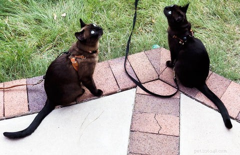 Tonkinese Cats: Traits, Care, and Why They’re a Popular Choice