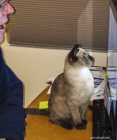 Tonkinese Cats: Traits, Care, and Why They’re a Popular Choice