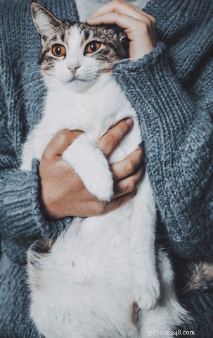 Do Cats Protect Their Owners? Understanding Cat Protective Behavior