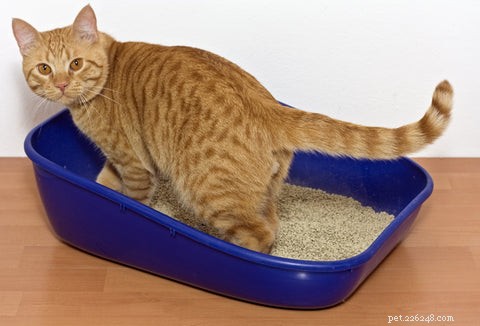 How to Tell if Your Cat Is Truly Happy