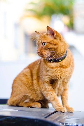 Why Adopting an Older Cat Is a Smart, Compassionate Choice