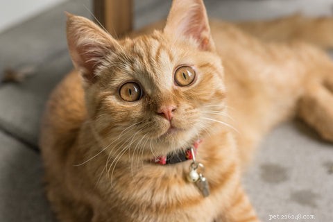 Why Adopting an Older Cat Is a Smart, Compassionate Choice