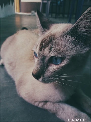 Why Adopting an Older Cat Is a Smart, Compassionate Choice