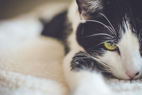 Why Adopting an Older Cat Is a Smart, Compassionate Choice