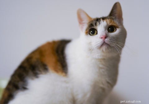 Why Adopting an Older Cat Is a Smart, Compassionate Choice