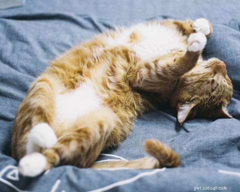 Why Adopting an Older Cat Is a Smart, Compassionate Choice