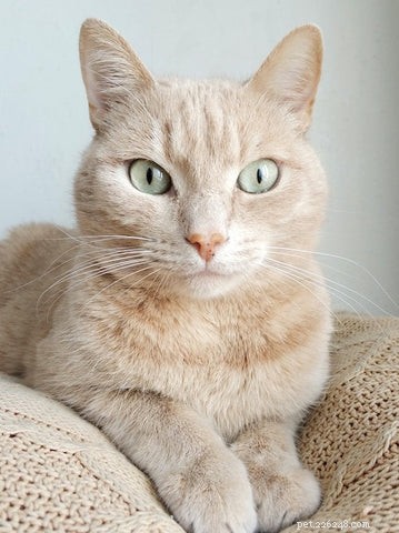 Why Adopting an Older Cat Is a Smart, Compassionate Choice