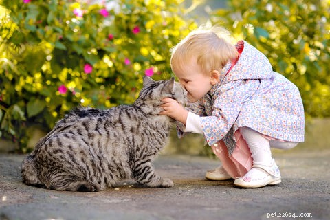 Why Adopting an Older Cat Is a Smart, Compassionate Choice