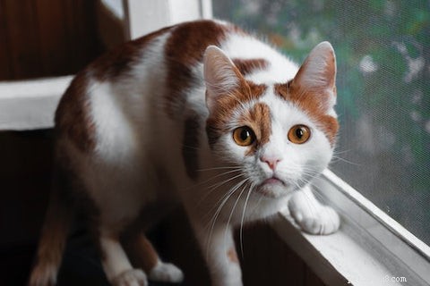 Why Adopting an Older Cat Is a Smart, Compassionate Choice