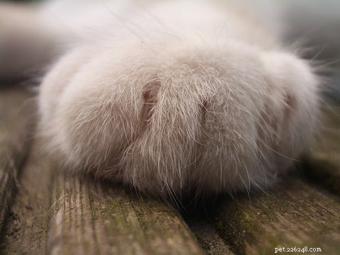 What Does It Mean When Your Cat Places Its Paw on You?