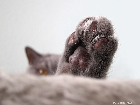 What Does It Mean When Your Cat Places Its Paw on You?