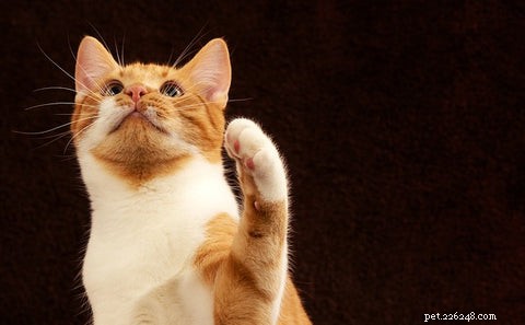What Does It Mean When Your Cat Places Its Paw on You?