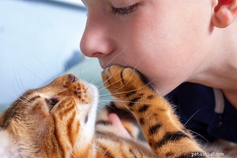 What Does It Mean When Your Cat Places Its Paw on You?