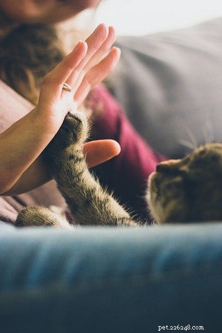 What Does It Mean When Your Cat Places Its Paw on You?