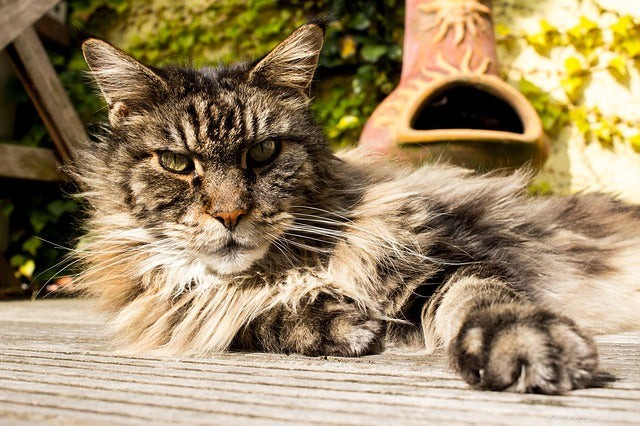 Maine Coon Cats Explained: Traits, Myths, and Realities