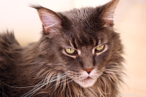 Maine Coon Cats Explained: Traits, Myths, and Realities