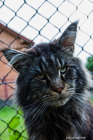 Maine Coon Cats Explained: Traits, Myths, and Realities