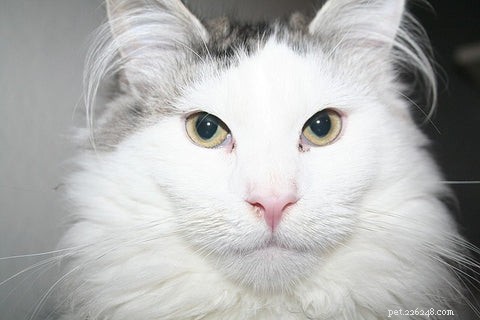 Maine Coon Cats Explained: Traits, Myths, and Realities