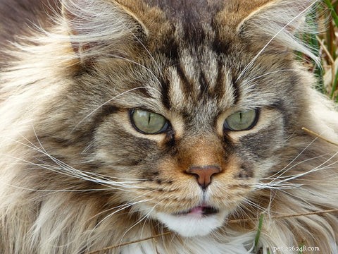 Maine Coon Cats Explained: Traits, Myths, and Realities