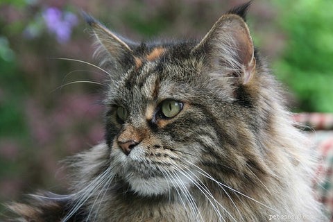Maine Coon Cats Explained: Traits, Myths, and Realities