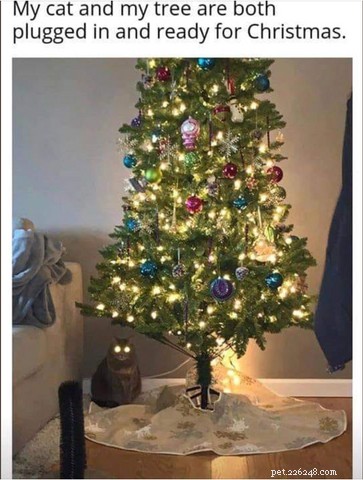 Top Holiday Cat Memes & Cartoons: Hilarious Christmas Feline Fun