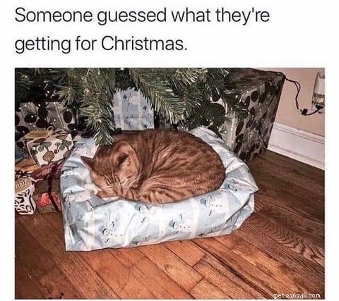 Top Holiday Cat Memes & Cartoons: Hilarious Christmas Feline Fun