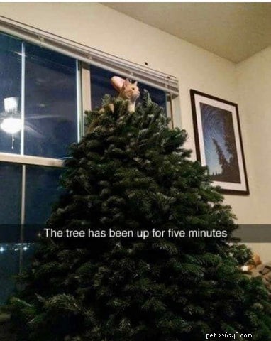 Top Holiday Cat Memes & Cartoons: Hilarious Christmas Feline Fun