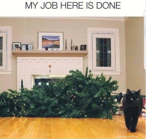 Top Holiday Cat Memes & Cartoons: Hilarious Christmas Feline Fun