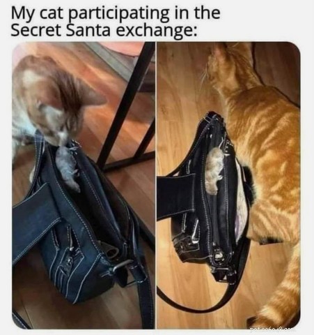 Top Holiday Cat Memes & Cartoons: Hilarious Christmas Feline Fun