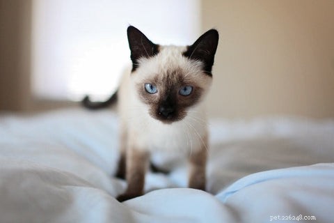 Why Is My Cat Urinating on Your Bed? Common Causes & Proven Solutions