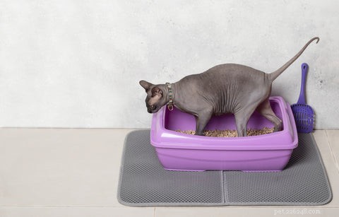 Why Is My Cat Urinating on Your Bed? Common Causes & Proven Solutions