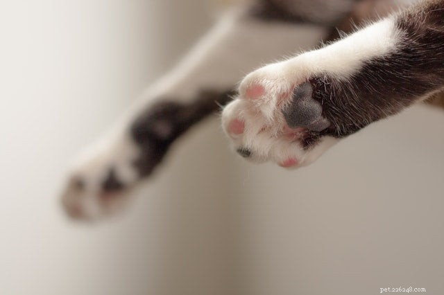 Why Is My Cat Urinating on Your Bed? Common Causes & Proven Solutions