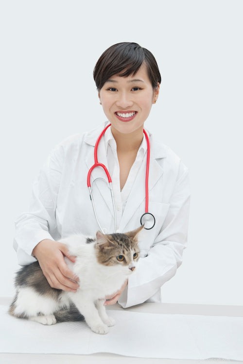 Why Is My Cat Urinating on Your Bed? Common Causes & Proven Solutions
