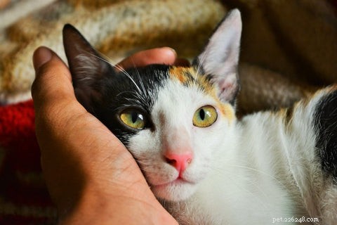 Why Is My Cat Urinating on Your Bed? Common Causes & Proven Solutions