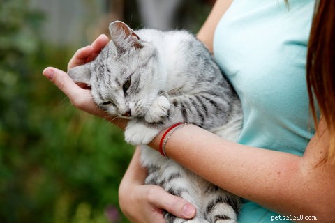 Why Does My Cat Head-Butt Me? Understanding the Meaning Behind the Gesture